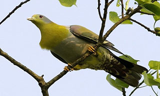 Kaziranga Birds