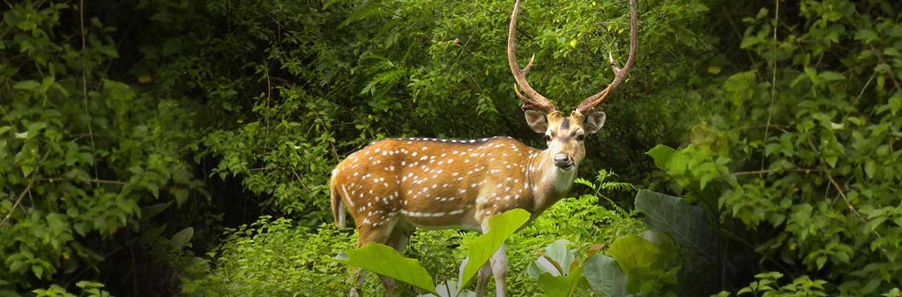 About Indian Barasingha | Wildlife Swamp Deer in Kaziranga National Park